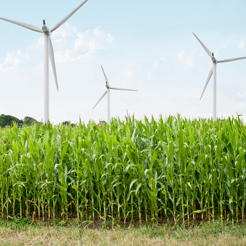 Researchers made activated carbon from corn straw to filter 98% of pollutants in water